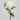 Artificial White Peony 19.5"